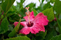 宮古の花