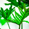 Green Leaf