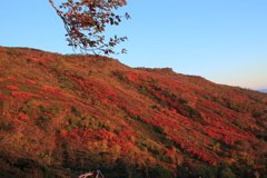 大雪の紅葉