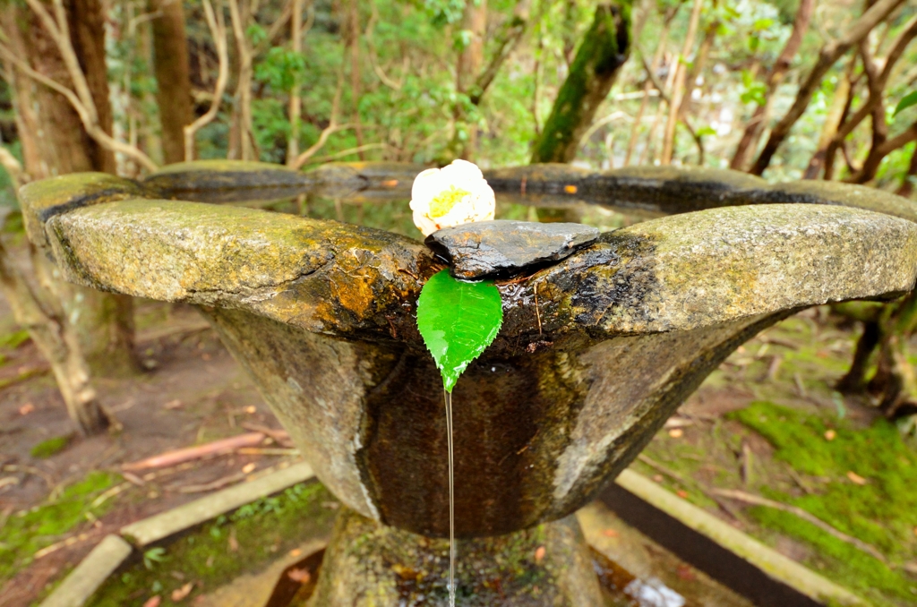 水瓶に咲いた花