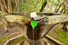 水瓶に咲いた花