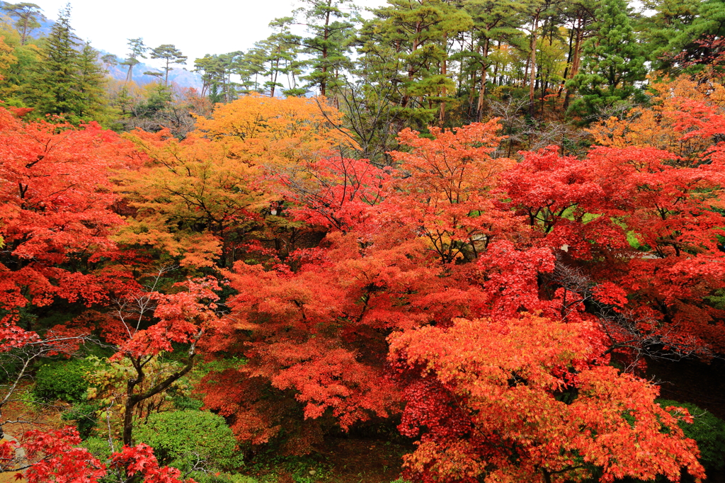 弥彦公園紅葉見ごろ