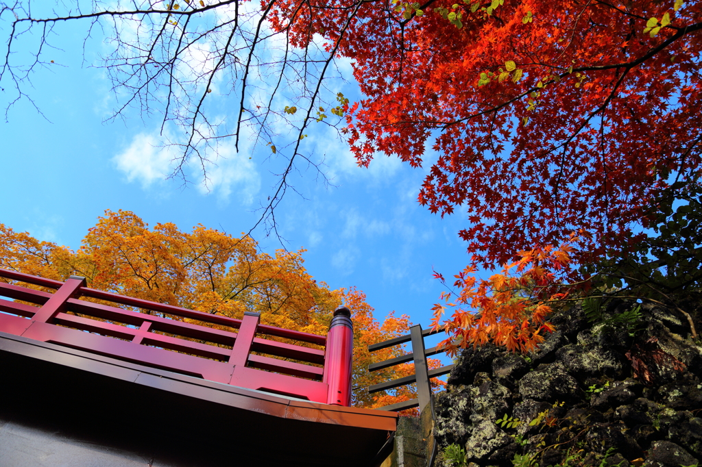 弥彦公園紅葉見ごろ