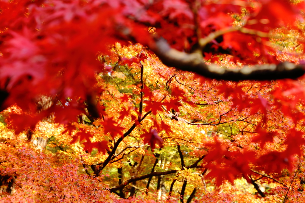 弥彦公園紅葉見ごろ