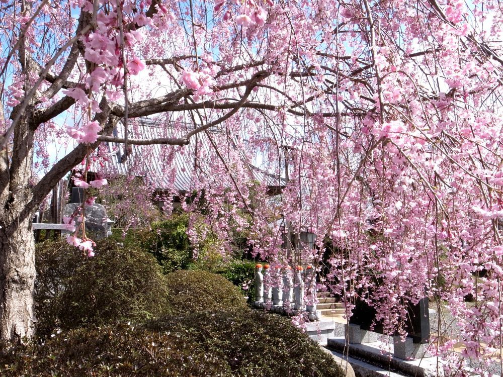 唯信寺