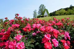 薔薇⑧