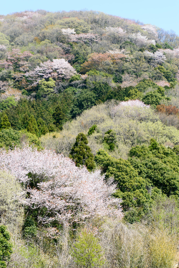 里山の桜２