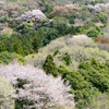 里山の桜２