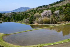 棚田