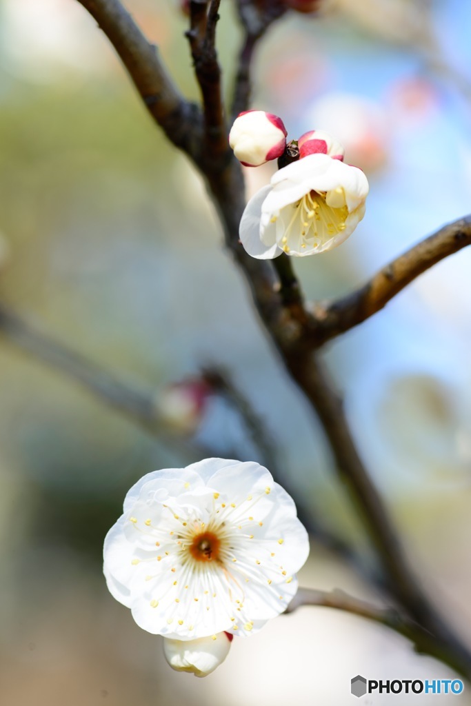 偕楽園の梅花⑦