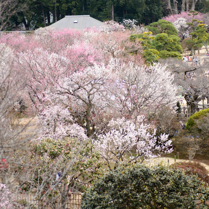 梅園①