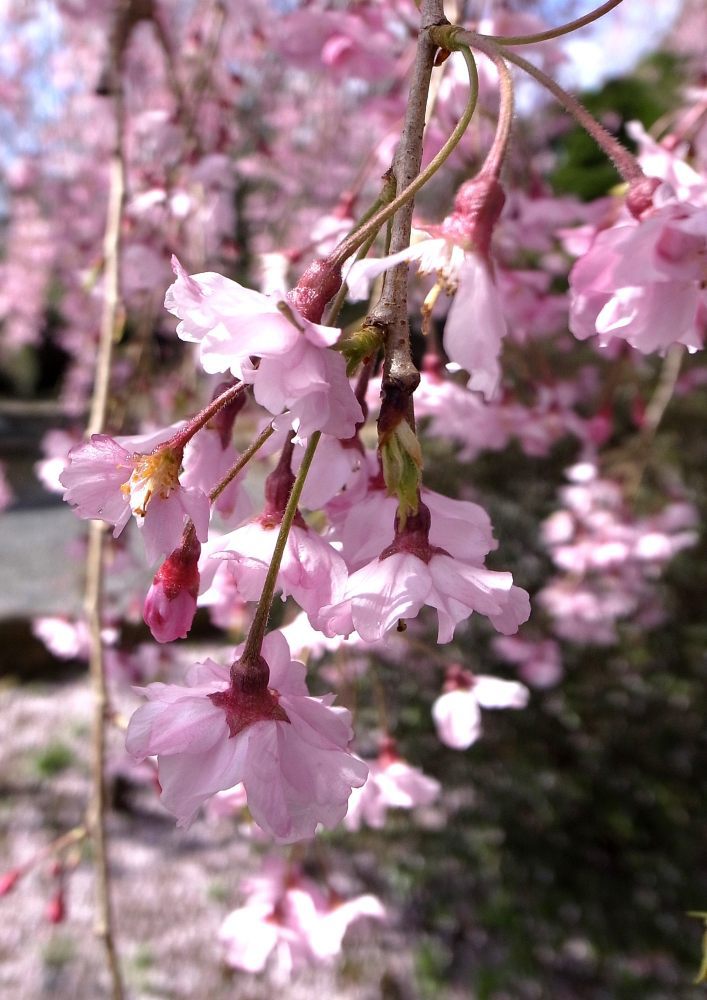 唯信寺