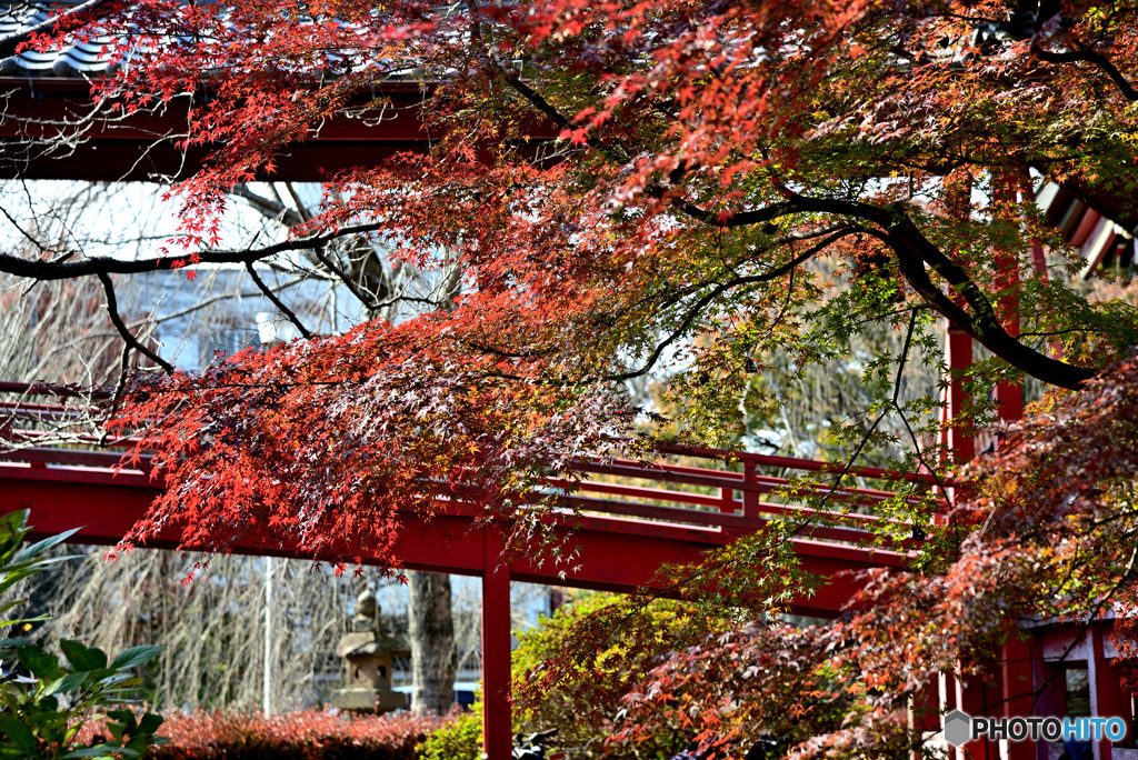 大悲山保和苑桂岸寺2