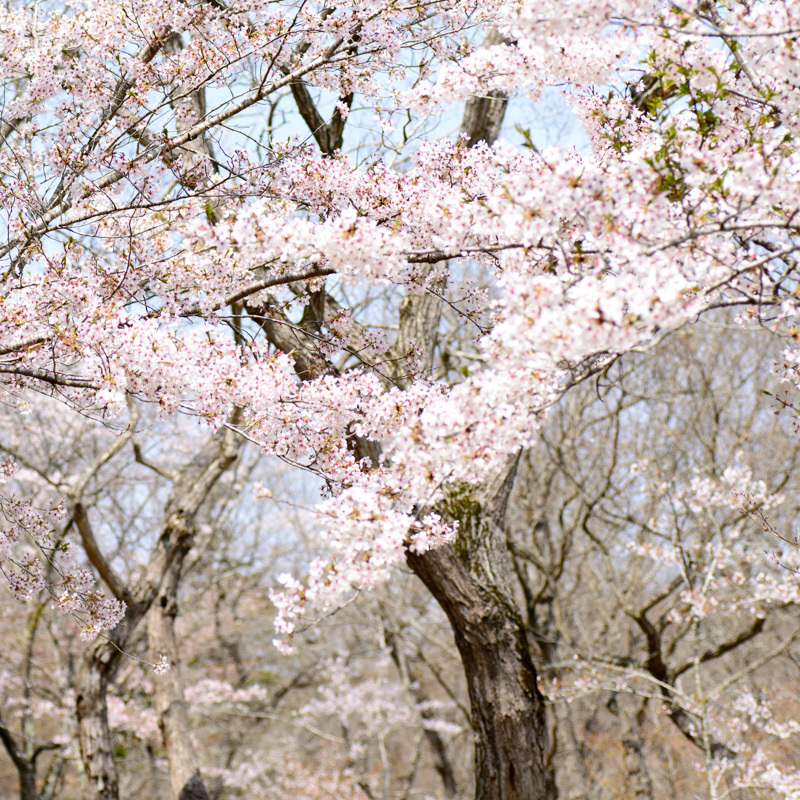 北山公園③