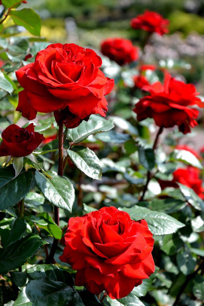 薔薇⑥