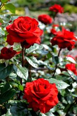 薔薇⑥