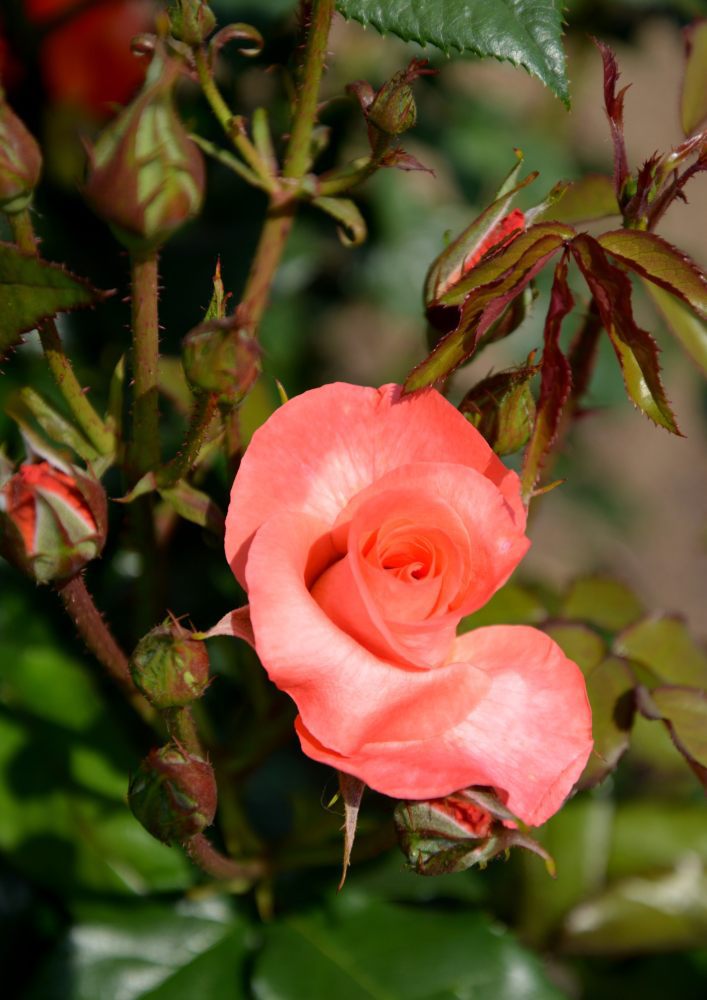 薔薇⑨