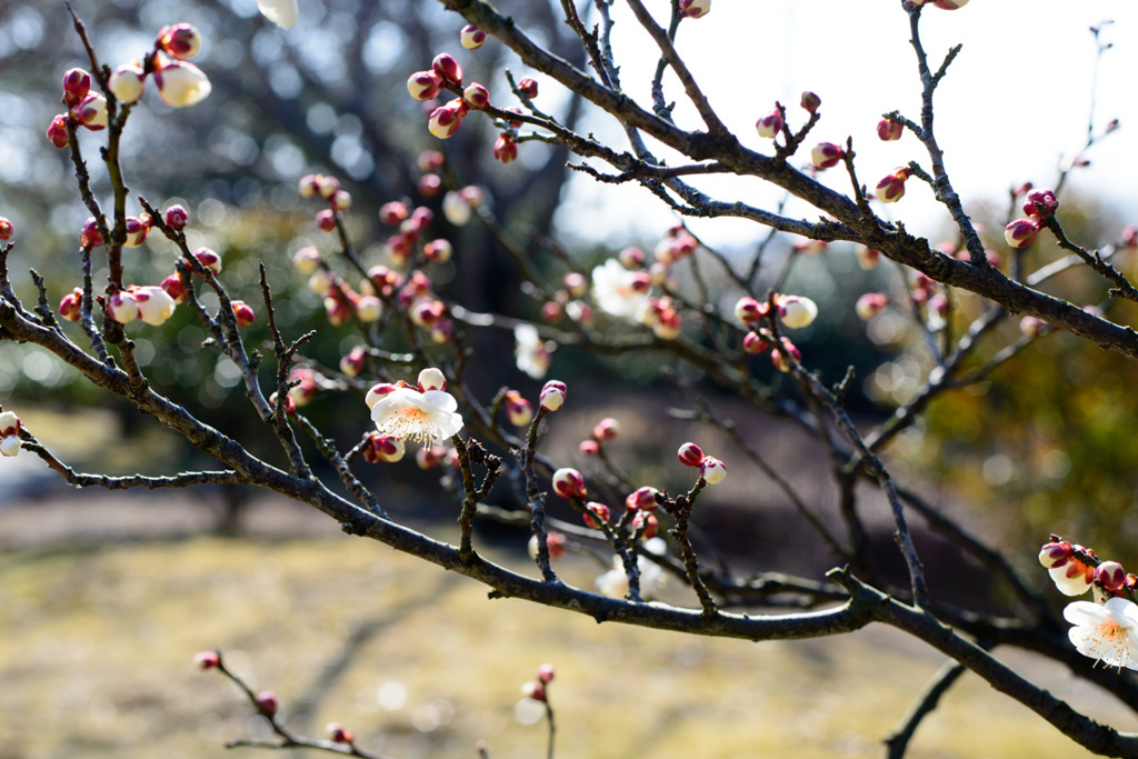 春②