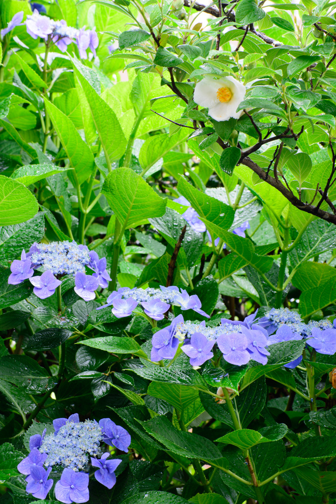 梅雨時①