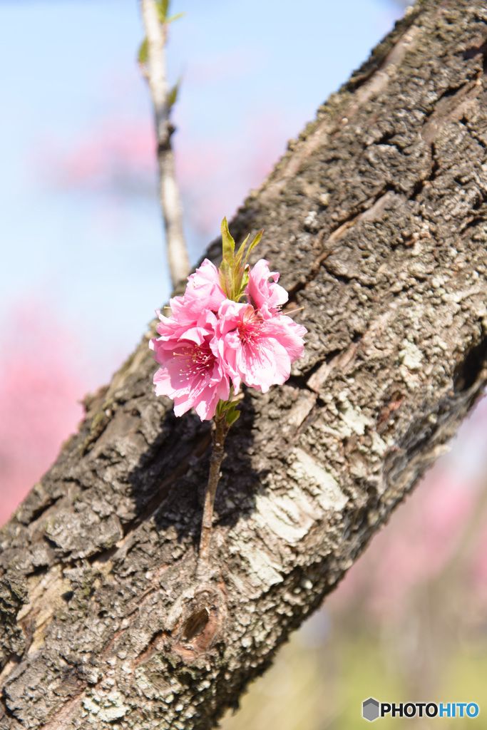 桃の花