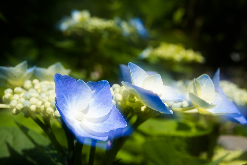 紫陽花７
