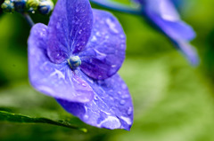 紫陽花１５