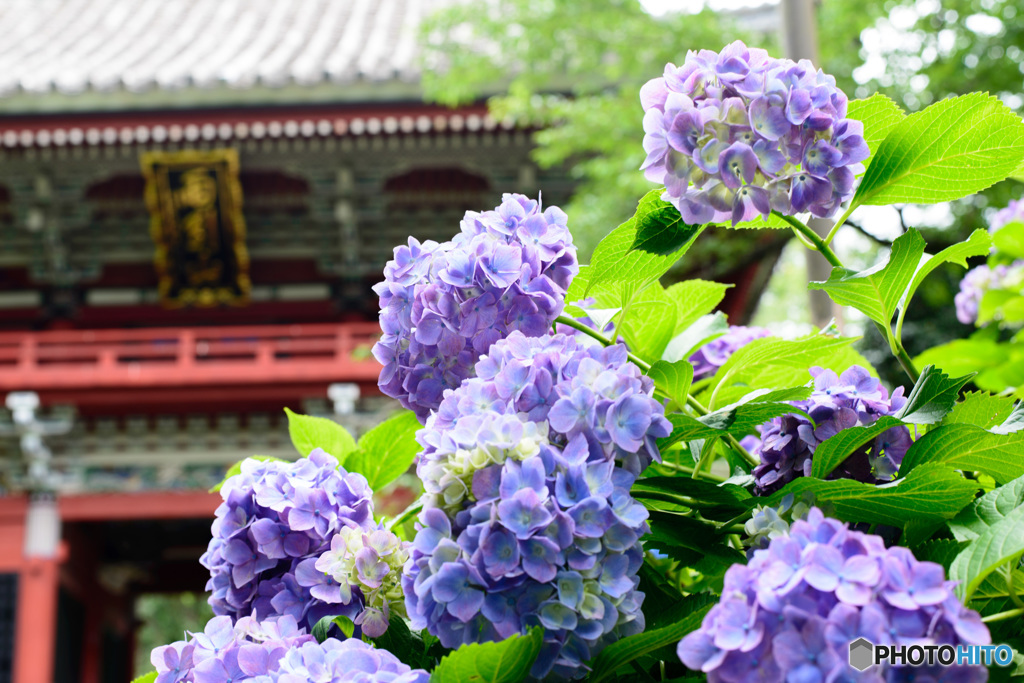 雨引山②