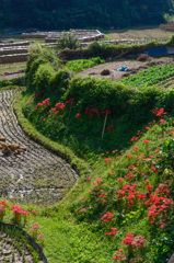 曼珠沙華