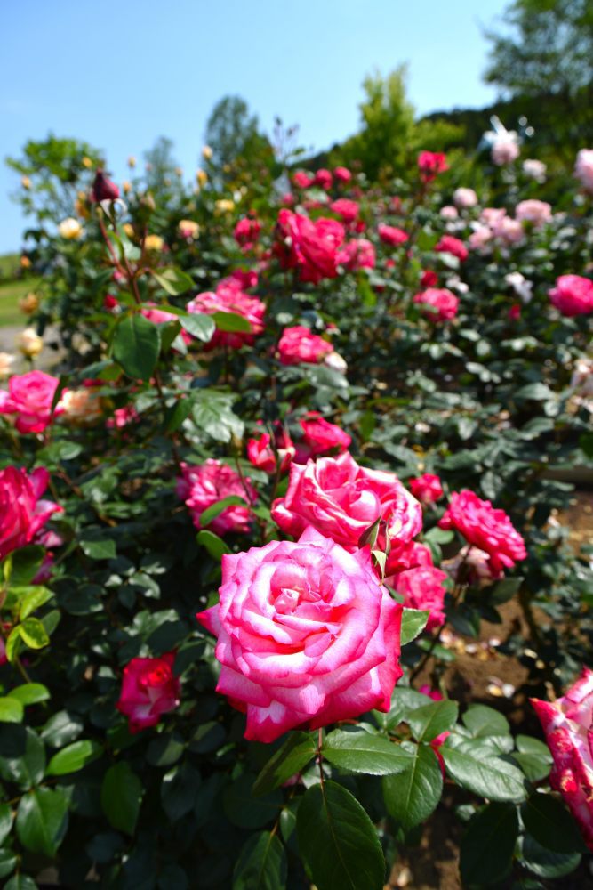 薔薇⑩
