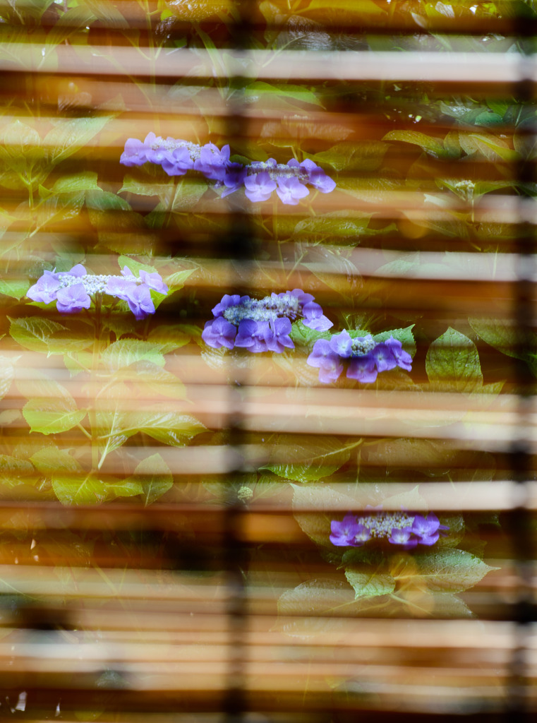 紫陽花１１