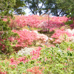 佐白山①