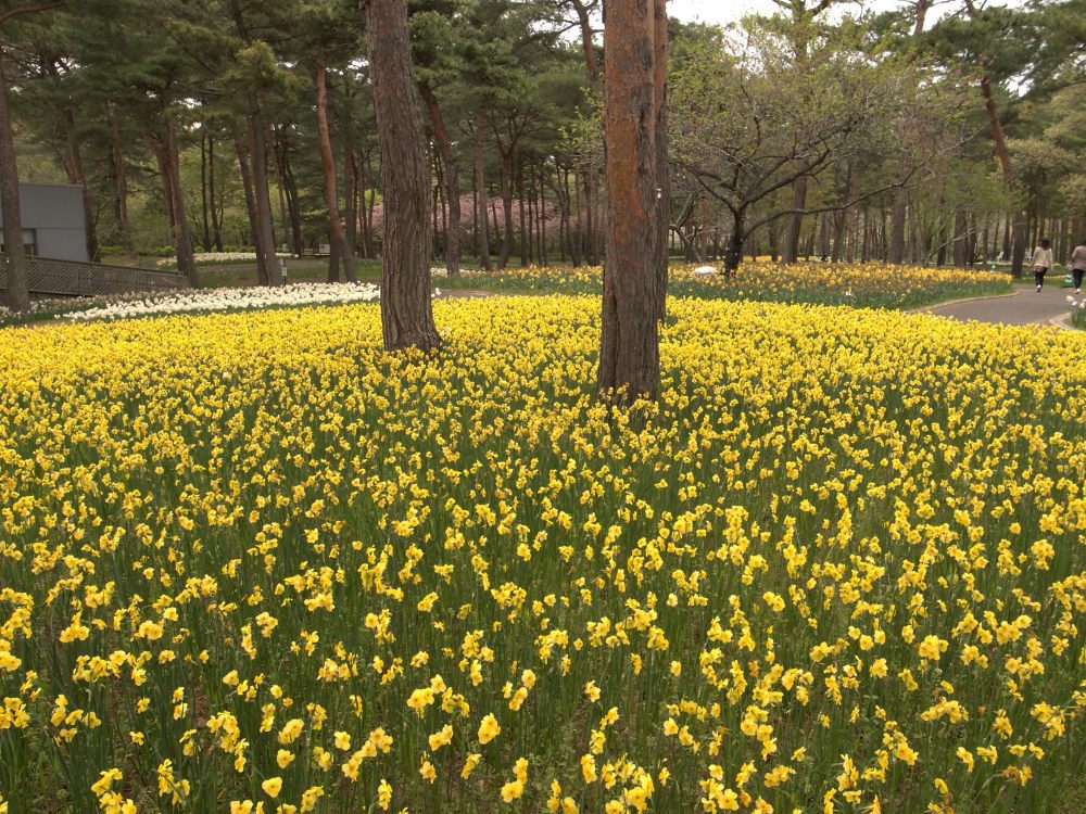 国営ひたち海浜公園①