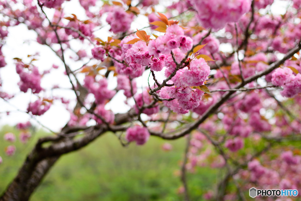 八重桜