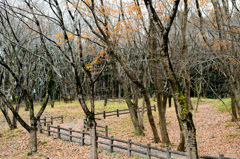 北山公園・初冬③