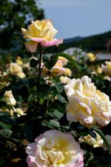 薔薇⑦