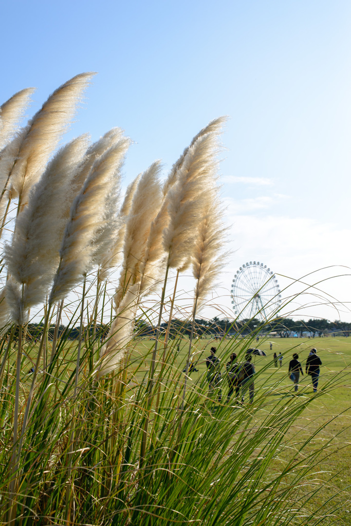 ひたち海浜公園⑥