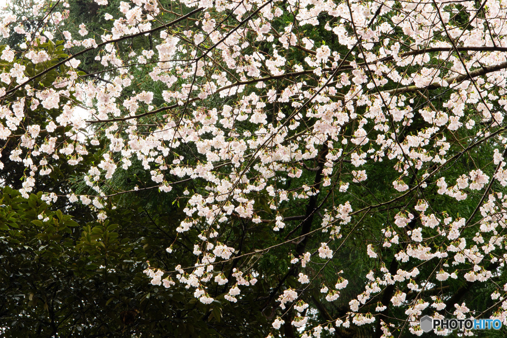 愛宕山②