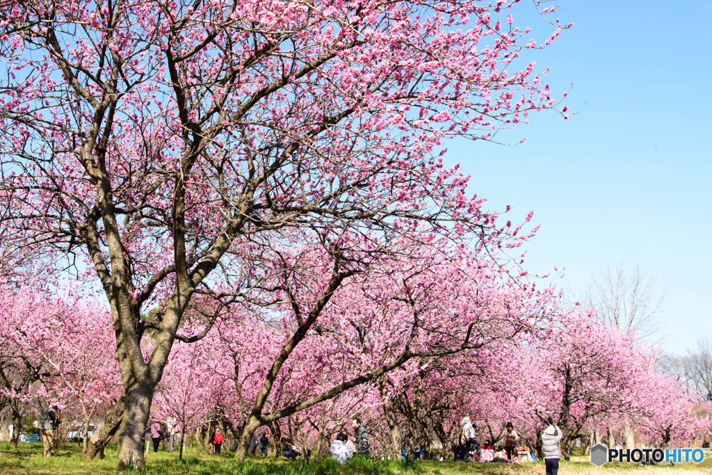 古河総合公園