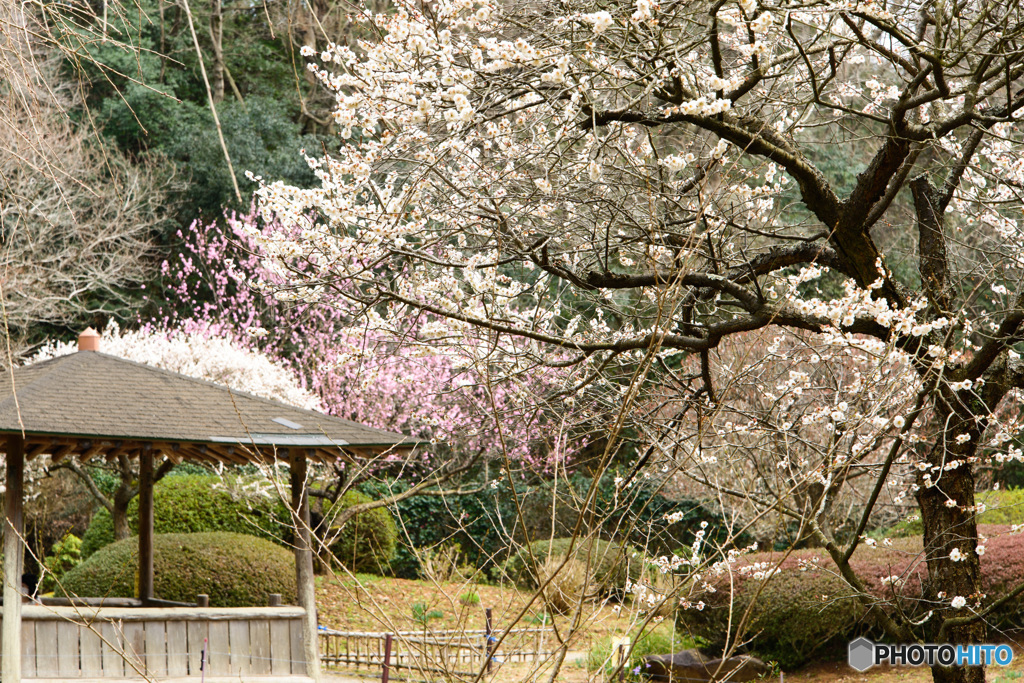 西山荘庭園