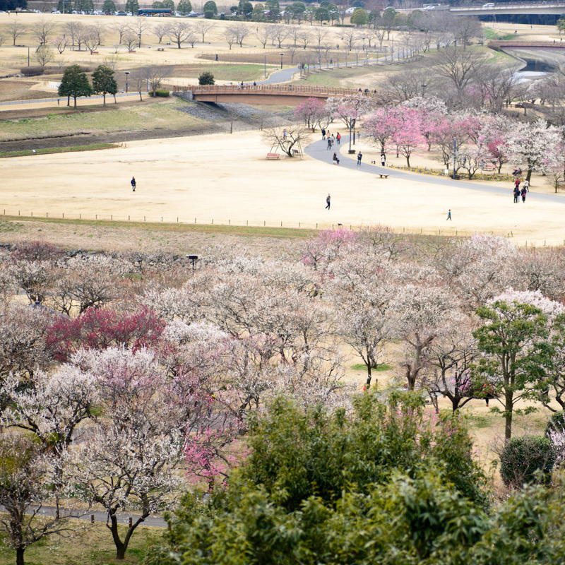 梅園⑧