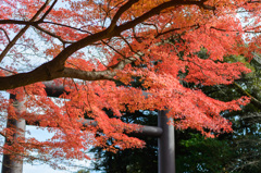 常盤神社