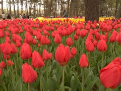 国営ひたち海浜公園⑤