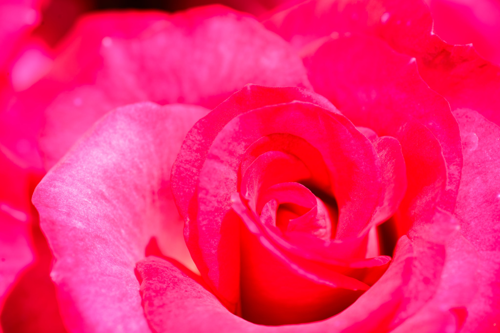 薔薇～紅