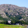 里山の桜１