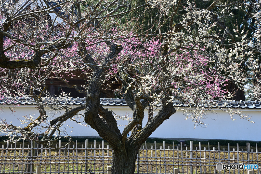 弘道館公園の梅花③