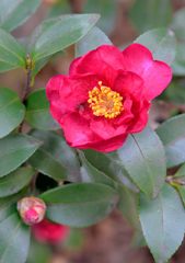 山茶花