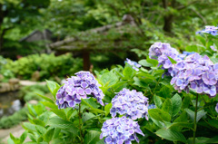 雨引山④