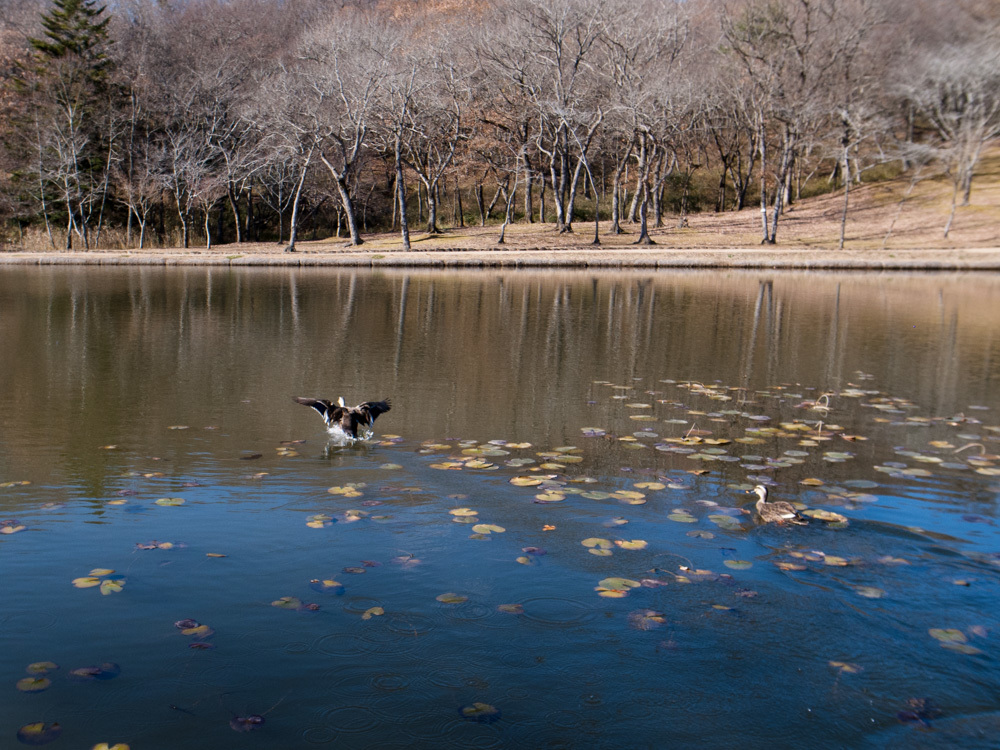 冬枯れの公園④