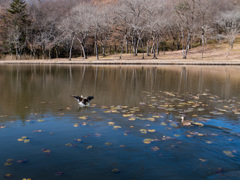 冬枯れの公園④