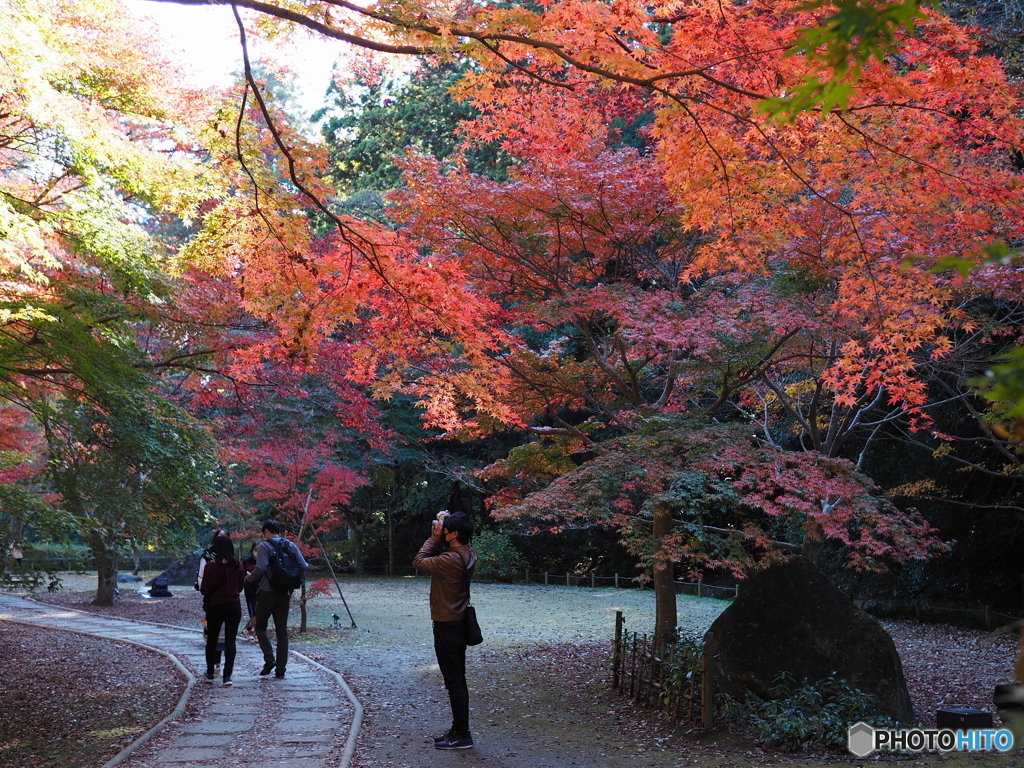 紅葉狩り①